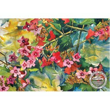 WATERMARK GREETING CARD QUEENSLAND LACEBARK